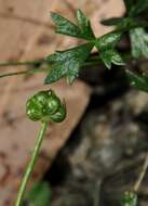 Image of Ranunculus glabrifolius Hook.