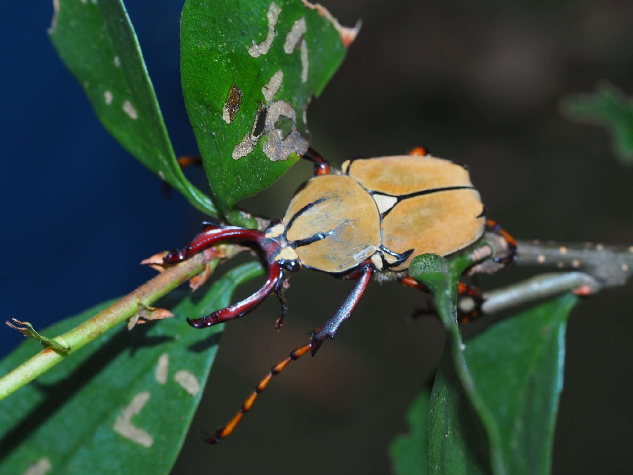 Imagem de Dicronocephalus bourgoini Pouillaude 1914