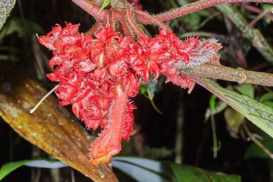 Image of Glossoloma cucullatum (C. V. Morton) J. L. Clark