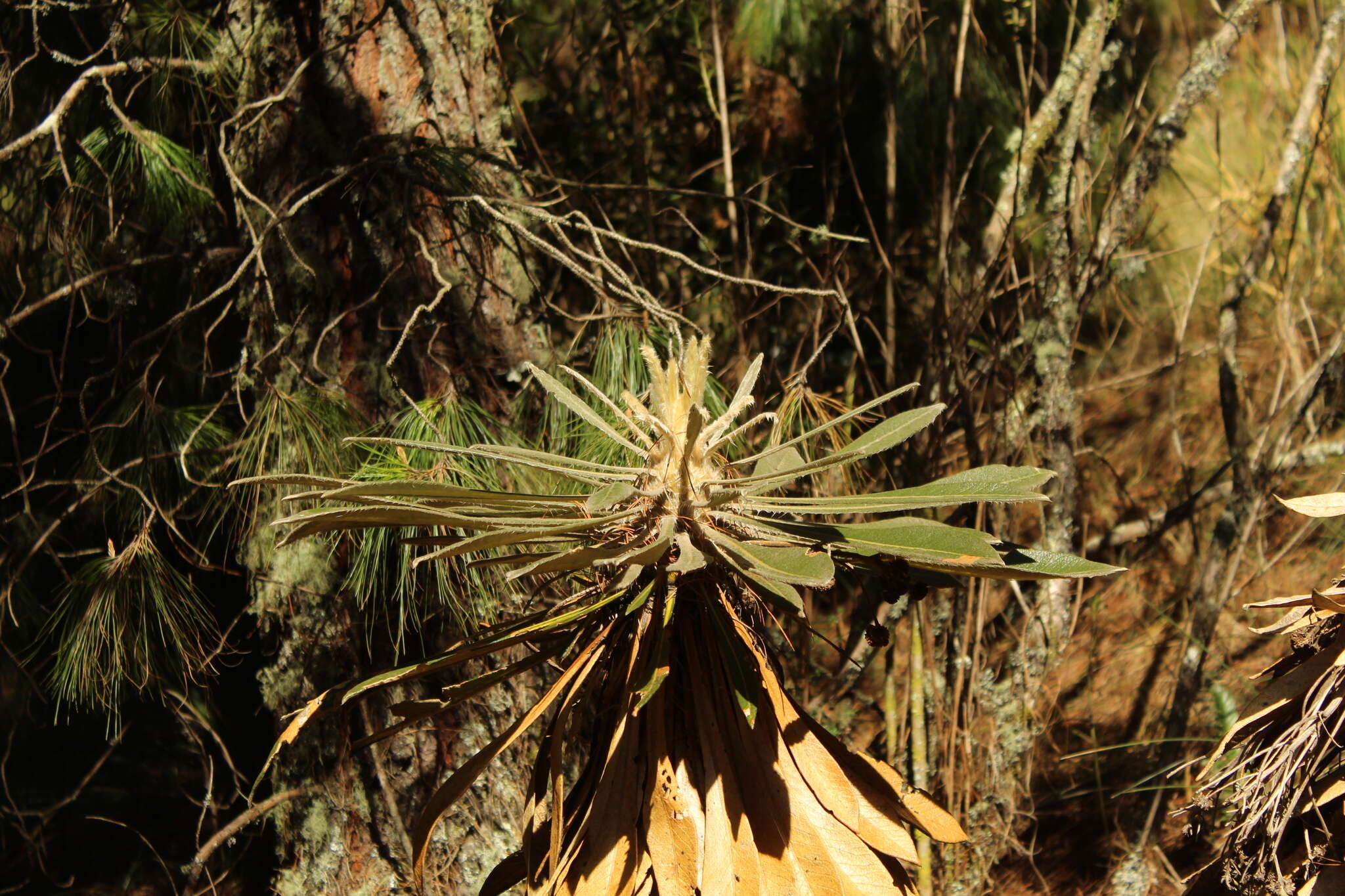 Image of Espeletiopsis guacharaca (Diaz) J. Cuatrec.