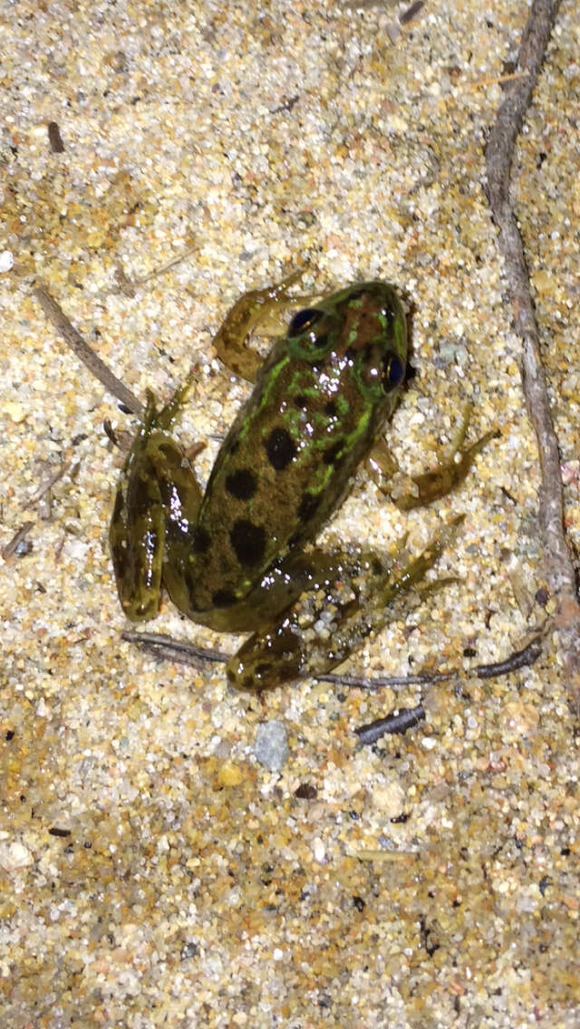 Image of Mink Frog