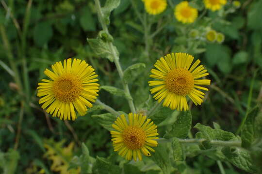 Image of common fleabane