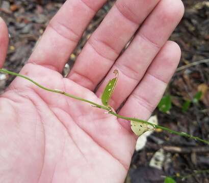 Image of Smilax havanensis Jacq.