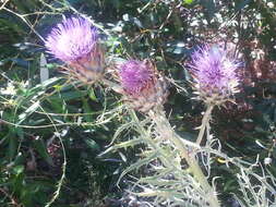 Слика од Cynara cardunculus subsp. cardunculus