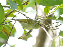 Image of Kloss's Leaf Warbler