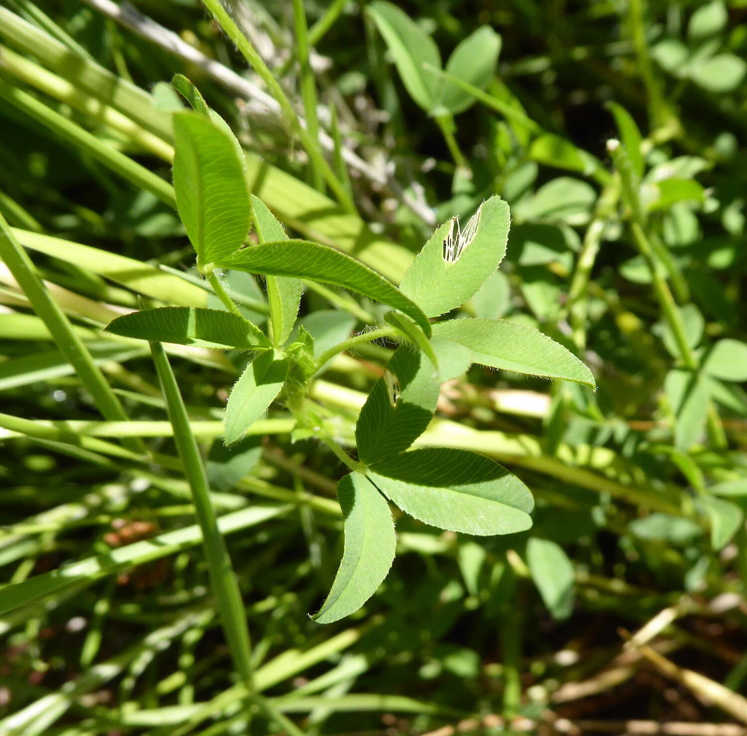 Image of African clover