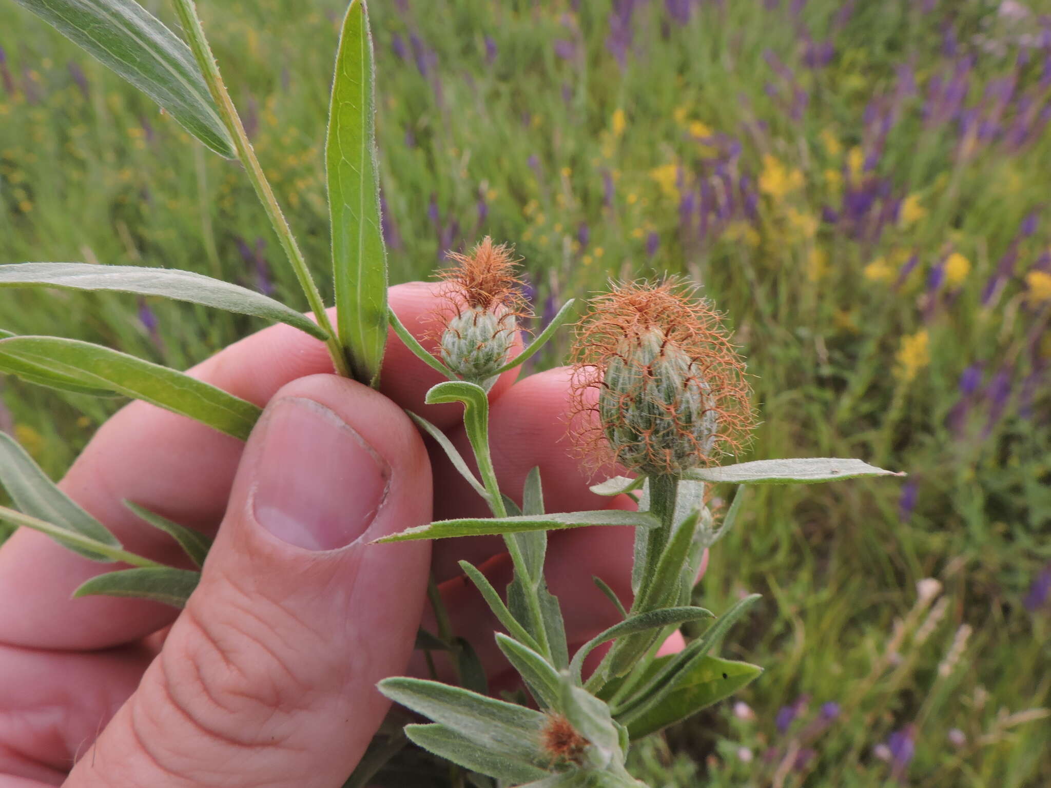 Слика од Centaurea trichocephala Bieb. ex Willd.