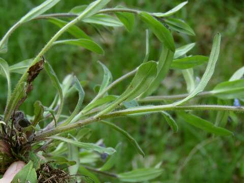 Image de Myosotis decumbens Host