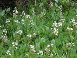 Image of bogbean