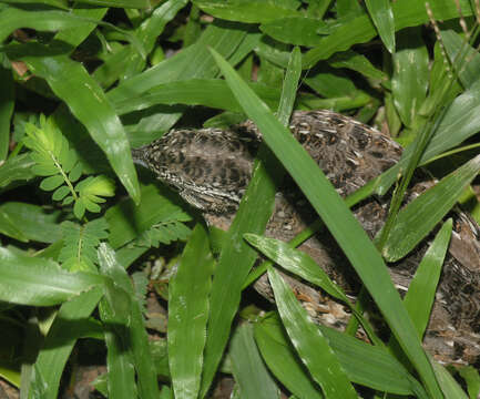 Image of Barred Buttonquail