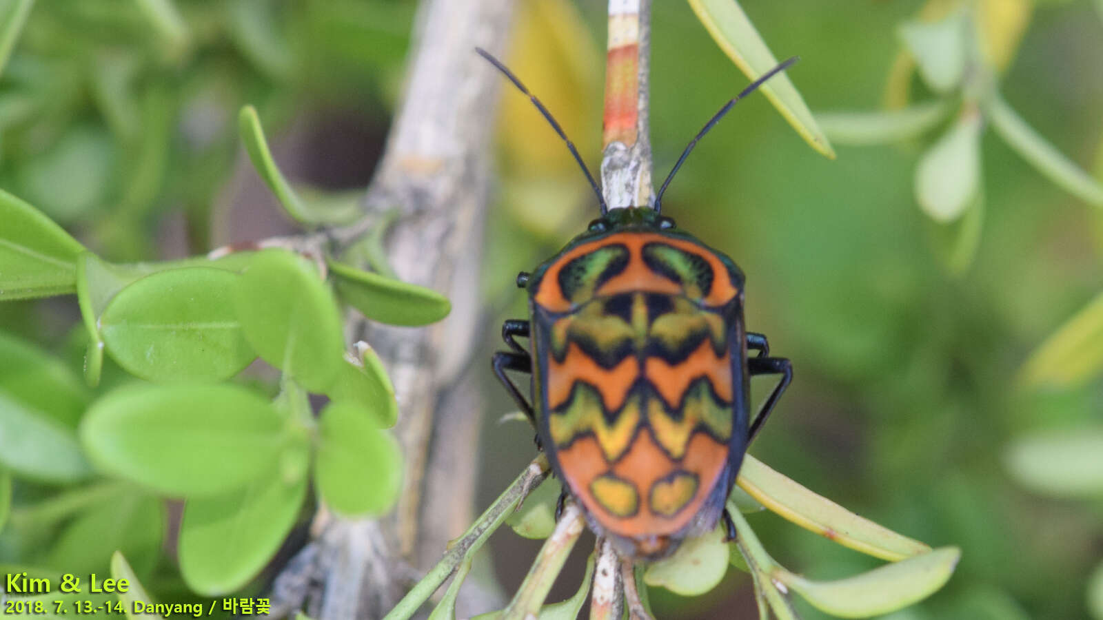 Image of Poecilocoris Dallas 1848