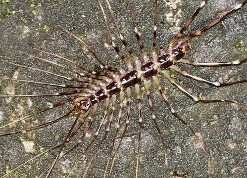 Image of Thereuopoda longicornis (Fabricius 1793)