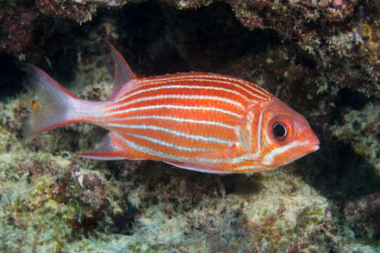 Image of Crown Squirrelfish