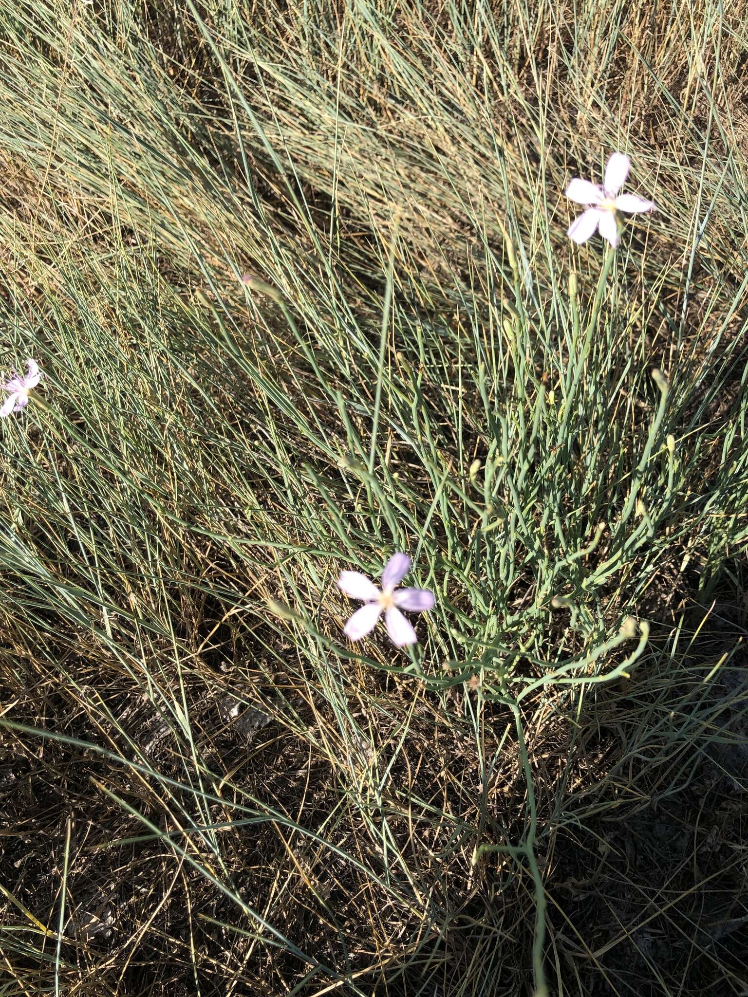 Image of rush skeletonplant