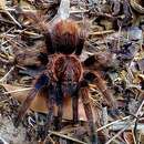 Image of Mexican Blue Femur Tarantula