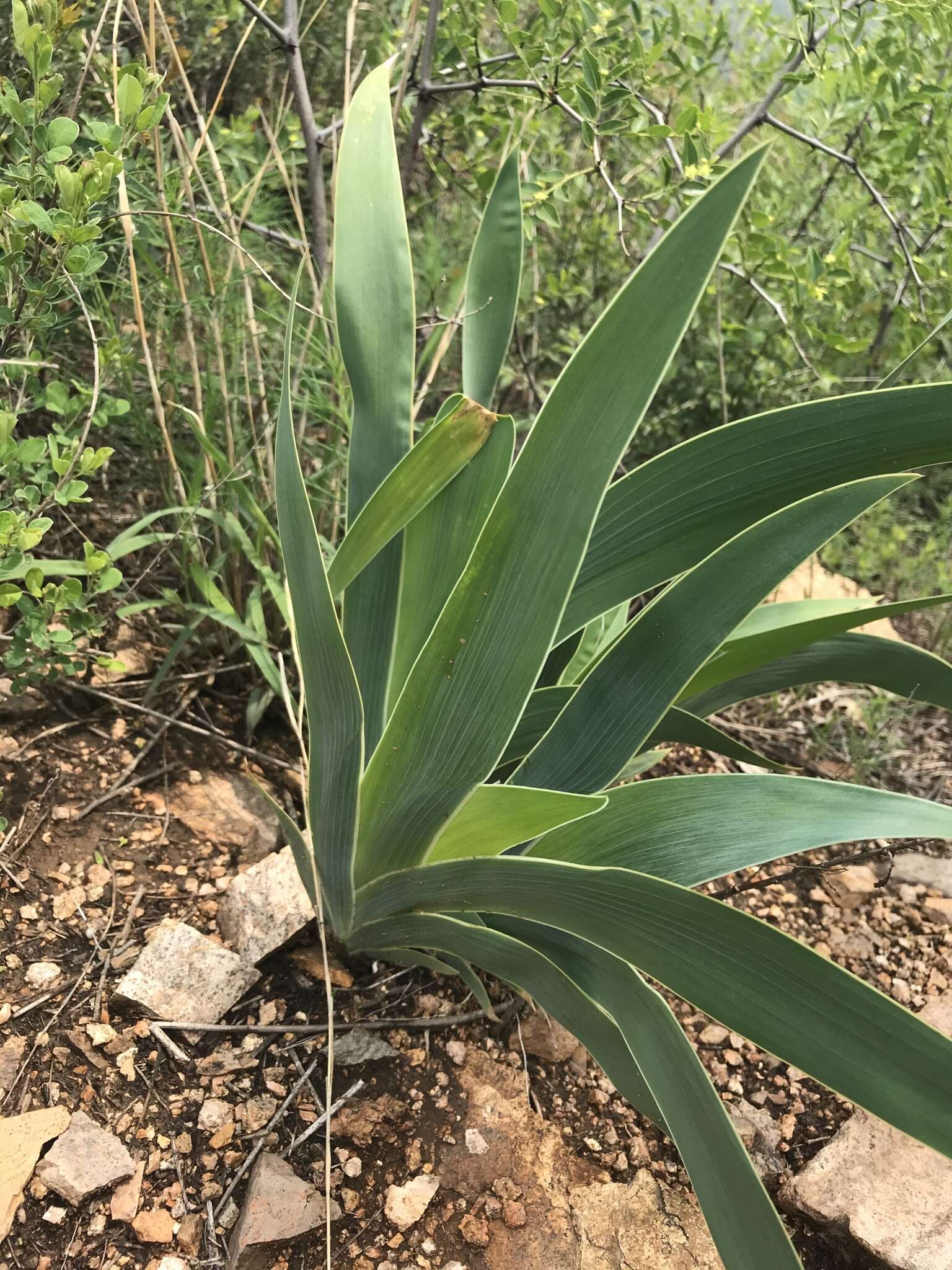 Image of Iris dichotoma Pall.