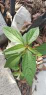 Image of Asian copperleaf