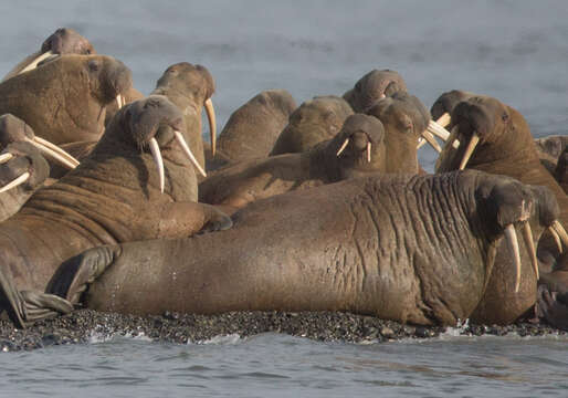 Image of walrus