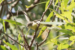 Image of Fairy Gerygone