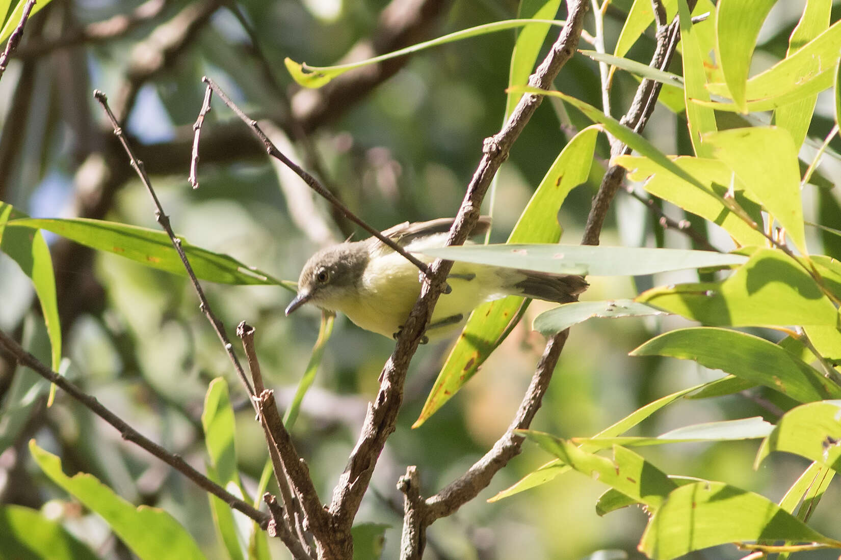 Image of Fairy Gerygone