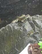 Image of Crested Lizard