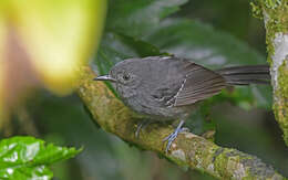 Image of Parker's Antbird