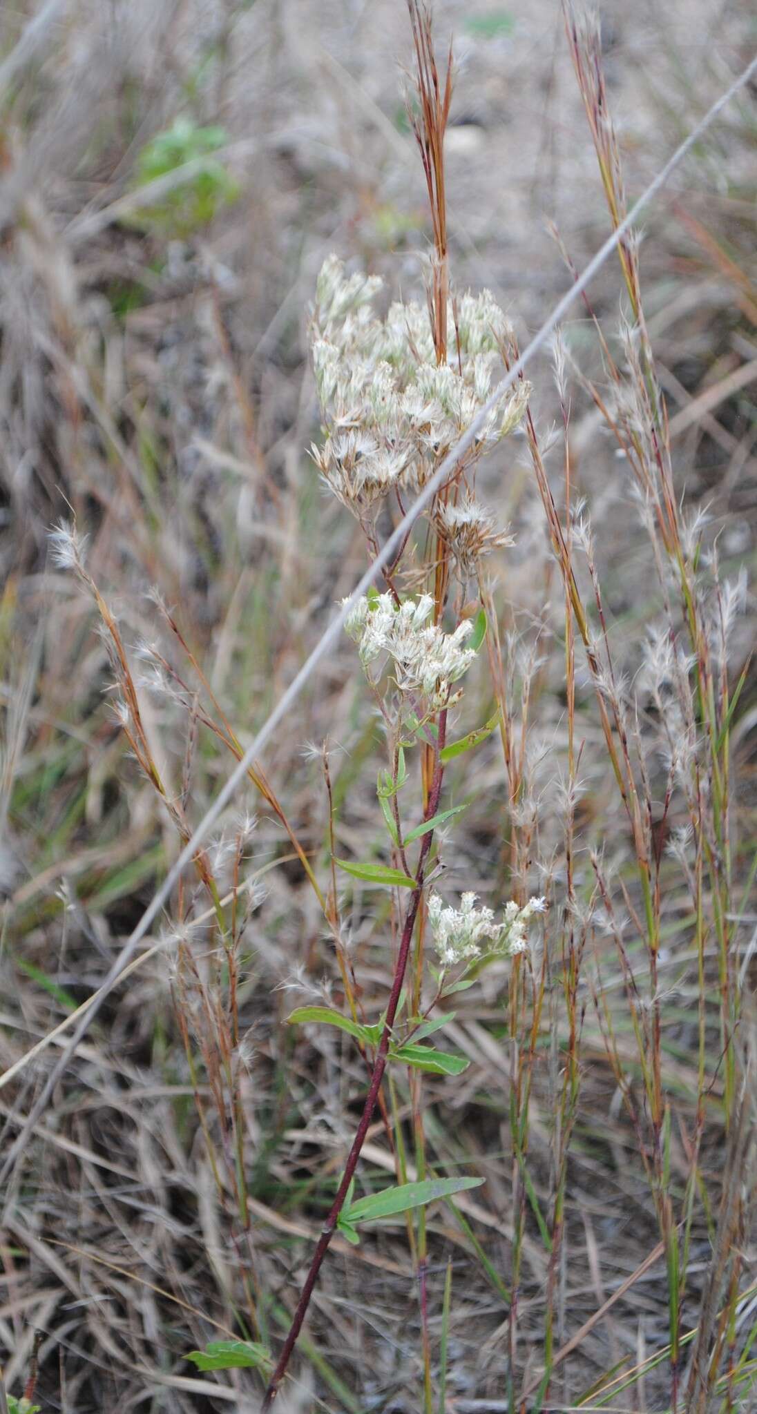 Image of white thoroughwort