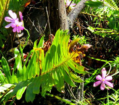 Image of Geissorhiza outeniquensis Goldblatt