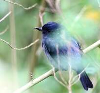 Image of Slaty Flower-piercer