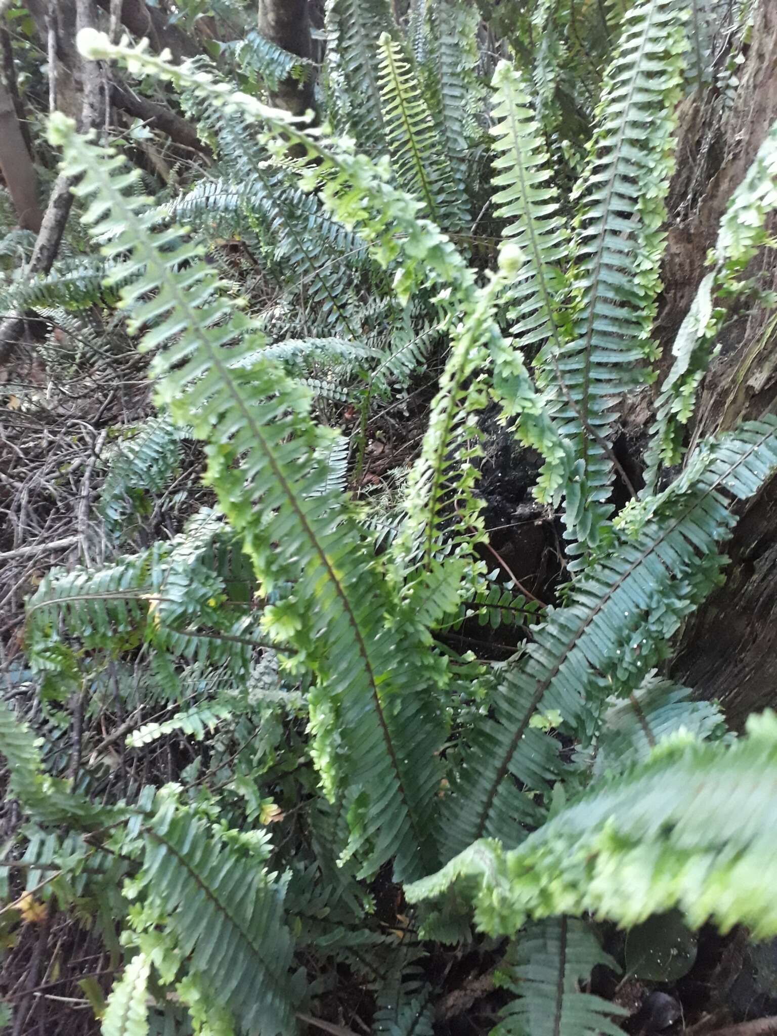 Image of Boston swordfern