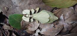 Image of Seychelles leaf insect