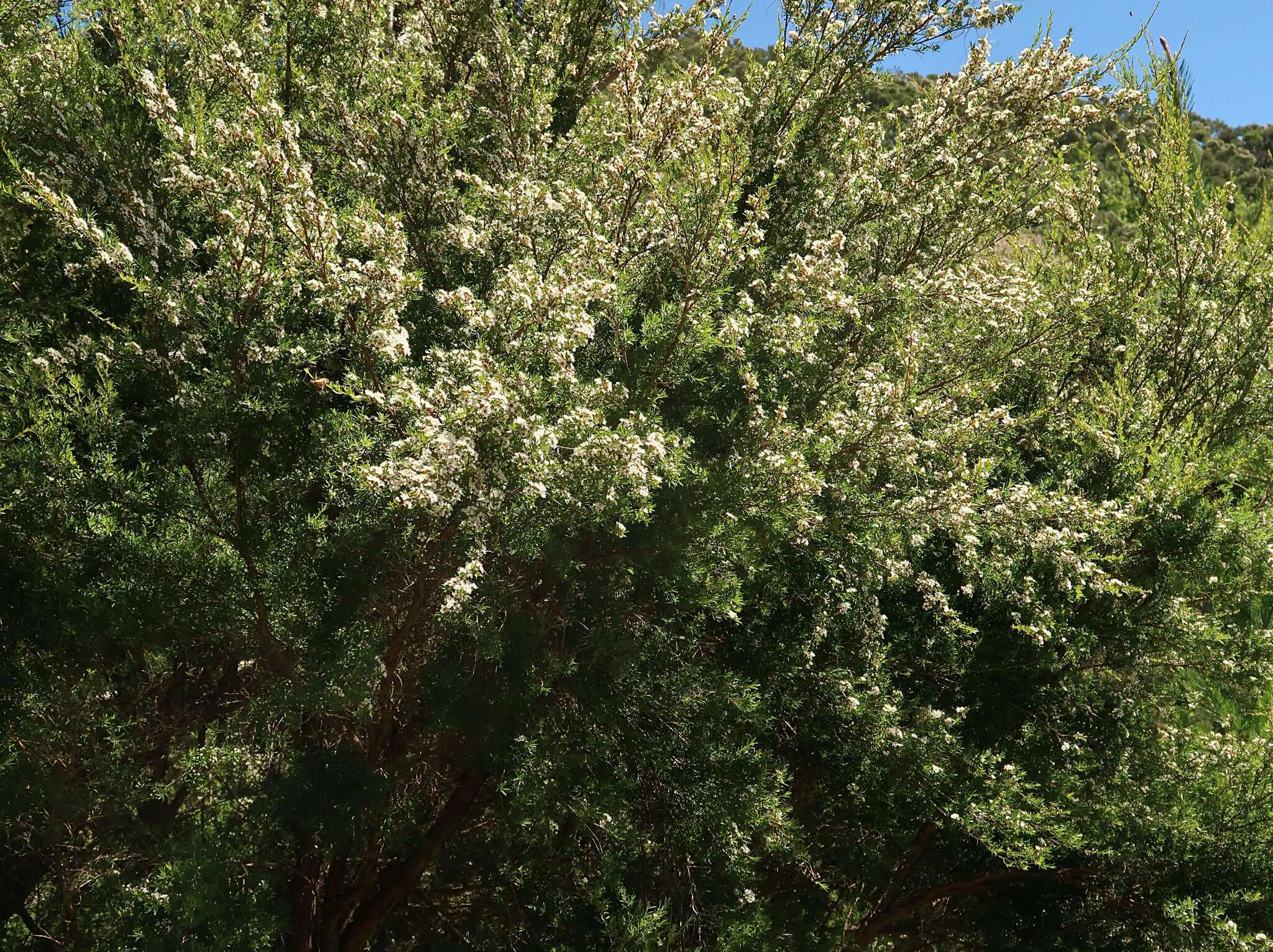 Sivun Kunzea ericoides (A. Rich.) J. Thompson kuva