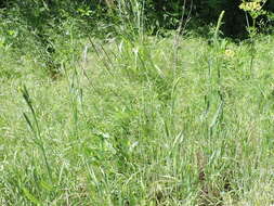 Image of Carolina canarygrass