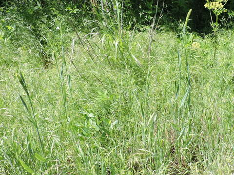 Image of Carolina canarygrass