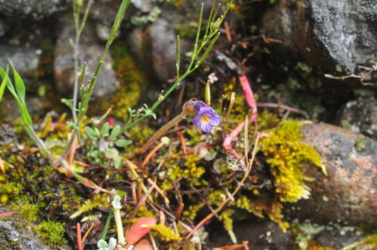 Imagem de Aphyllon purpureum (A. Heller) J. Holub