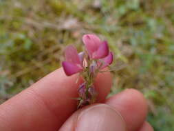 Imagem de Onobrychis oxyodonta Boiss.