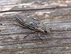 Image of Flatheaded Pine Borer