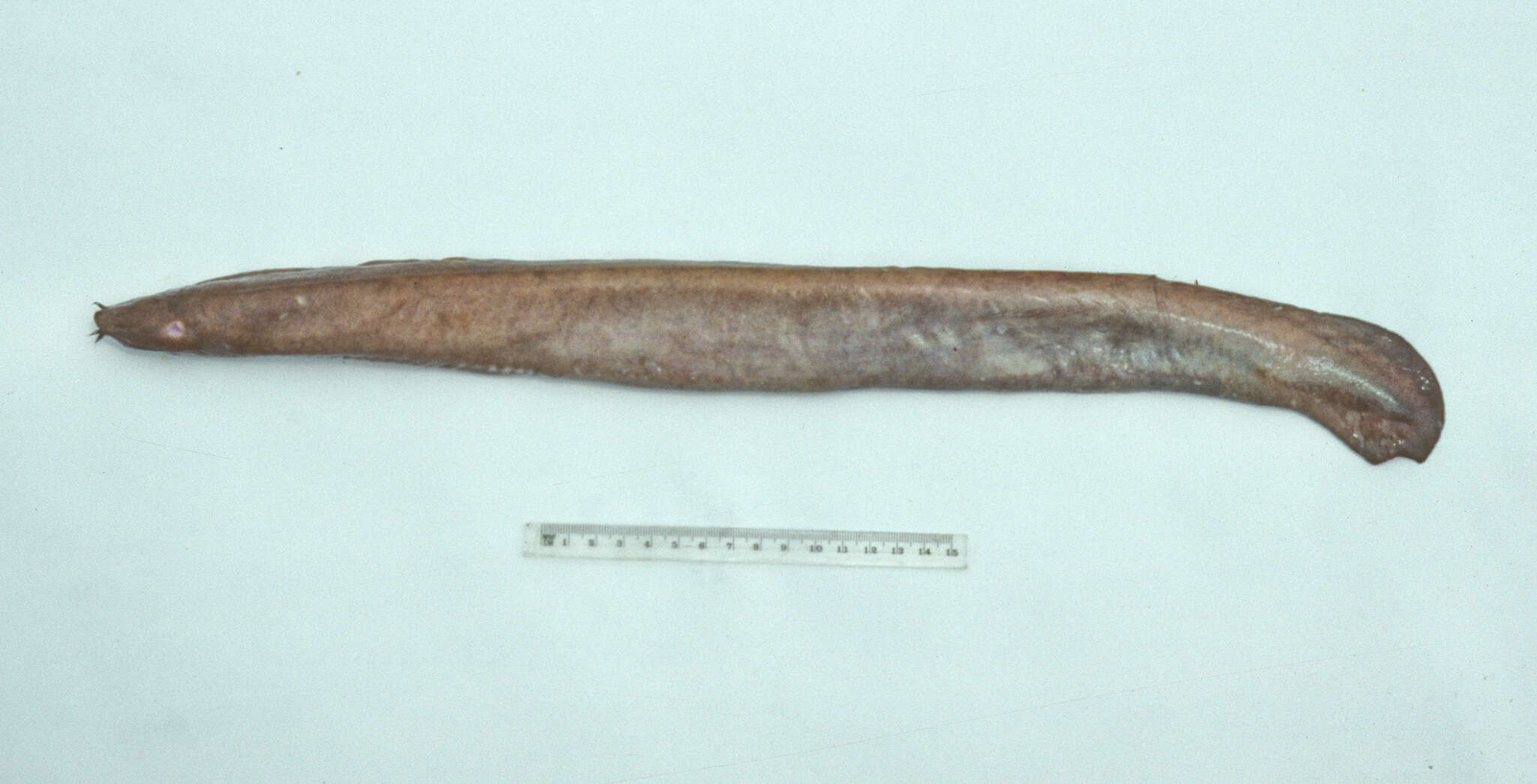 Image of Blind Eel