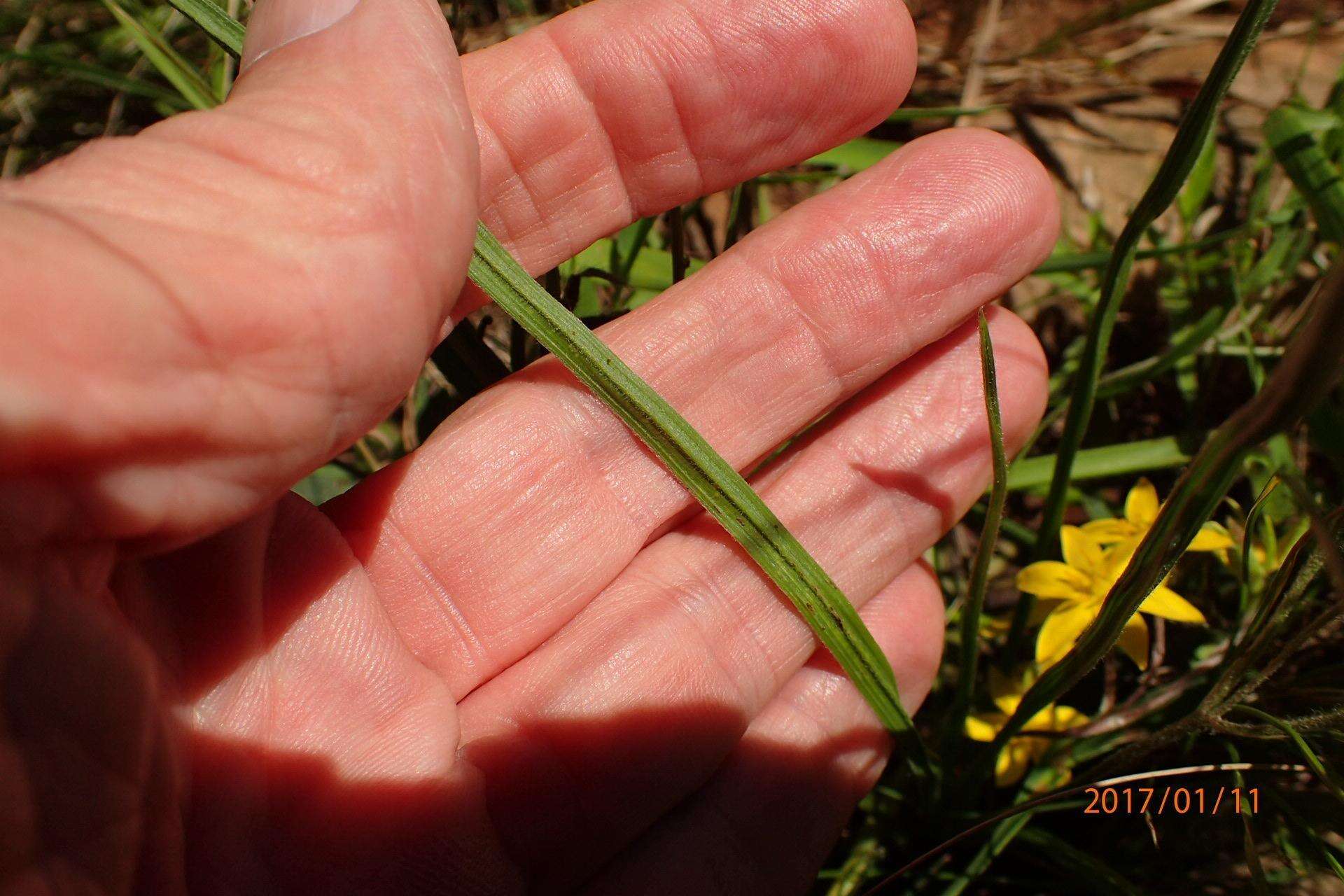 Image of Hypoxis angustifolia var. angustifolia