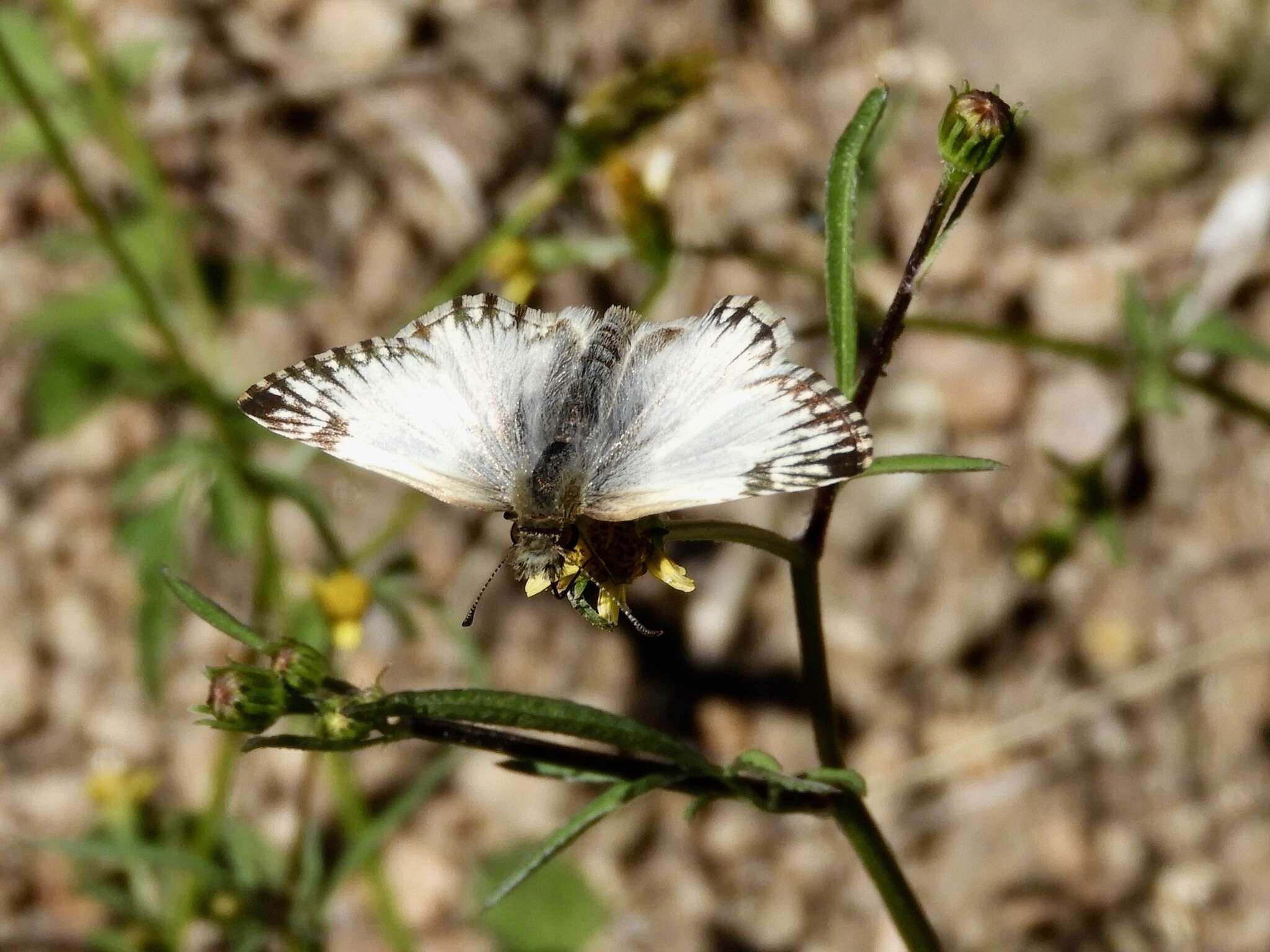 Image of Heliopetes omrina Butler 1870