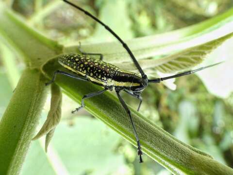 Слика од Ptychodes taeniotoides niveisparsis Bates 1872