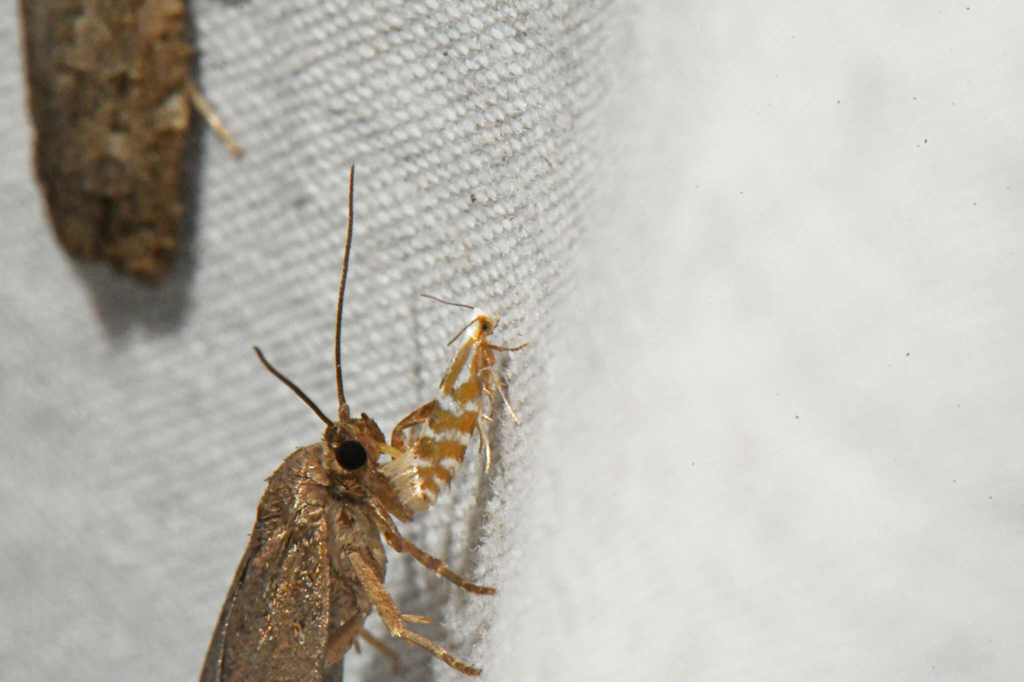 Image of Argyresthia aureoargentella Brower 1953