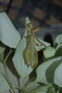 Image of Seychelles leaf insect