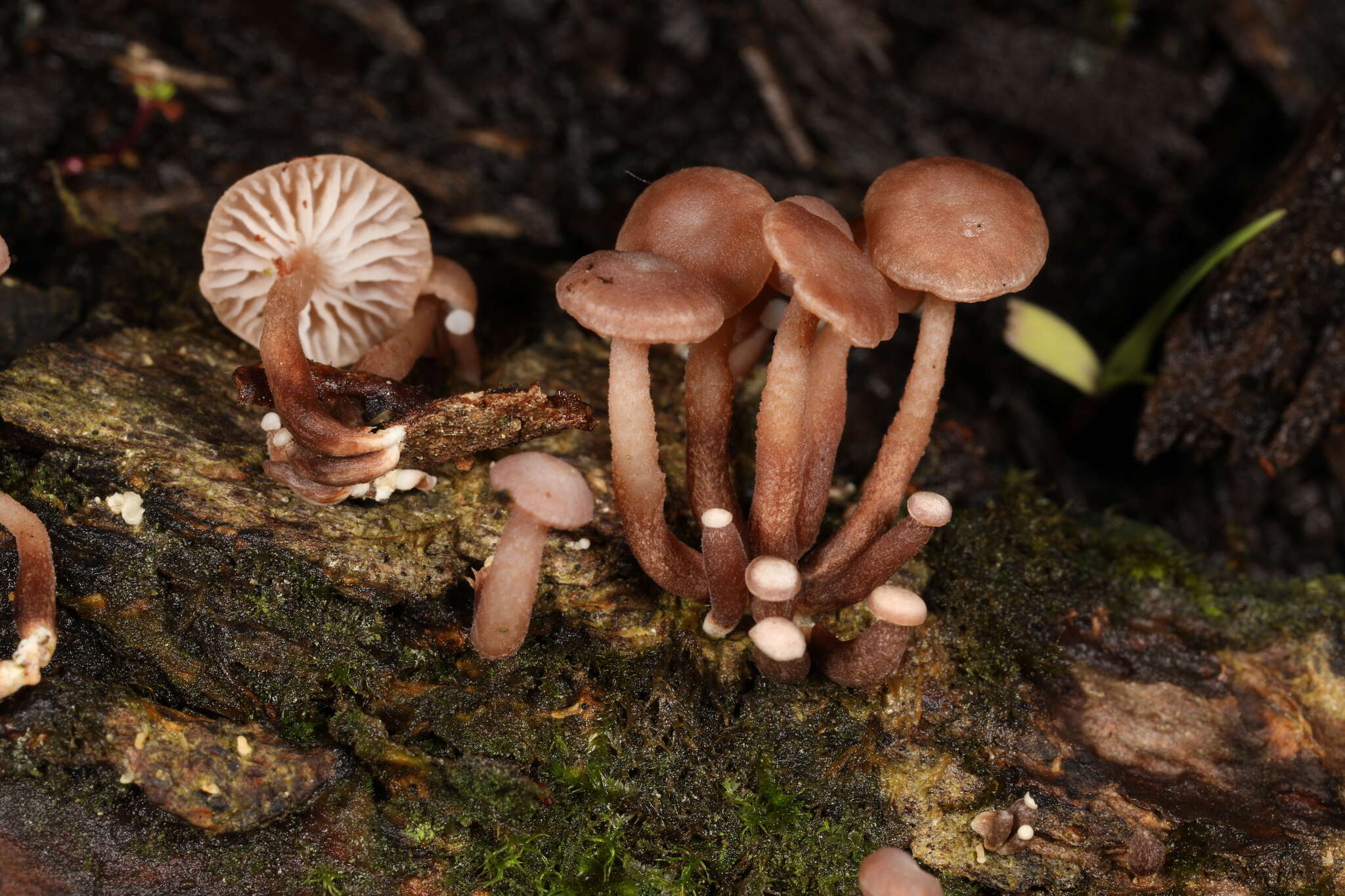 Image of Marasmiellus praeacutus (Ellis) Halling 1987