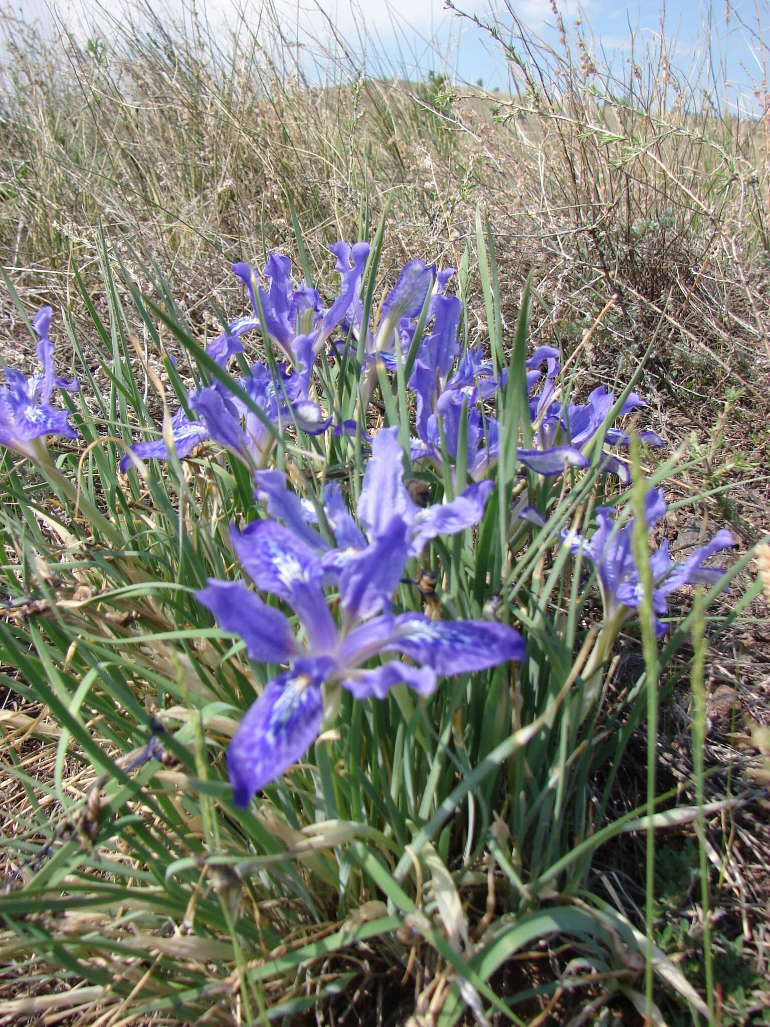 Image of Iris ivanovae Doronkin