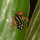 Image of Ranitomeya yavaricola Pérez-Peña, Chávez, Twomey & Brown 2010