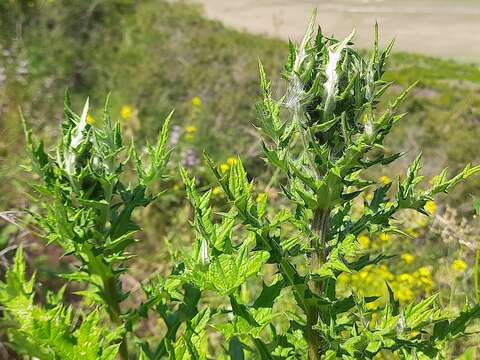 Image of Echinops orientalis Trautv.