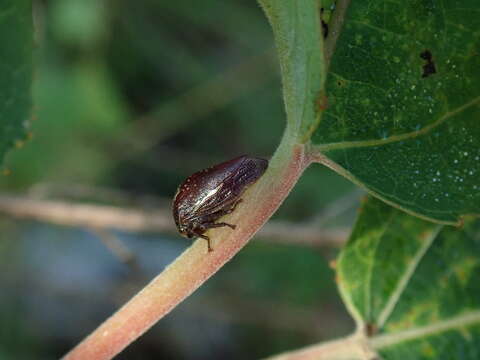 Image of Carynota stupida Walker