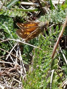 Image of Hesperia comma laurentina Lyman 1892