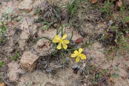 Image of Sisyrinchium tenuifolium Humb. & Bonpl. ex Willd.